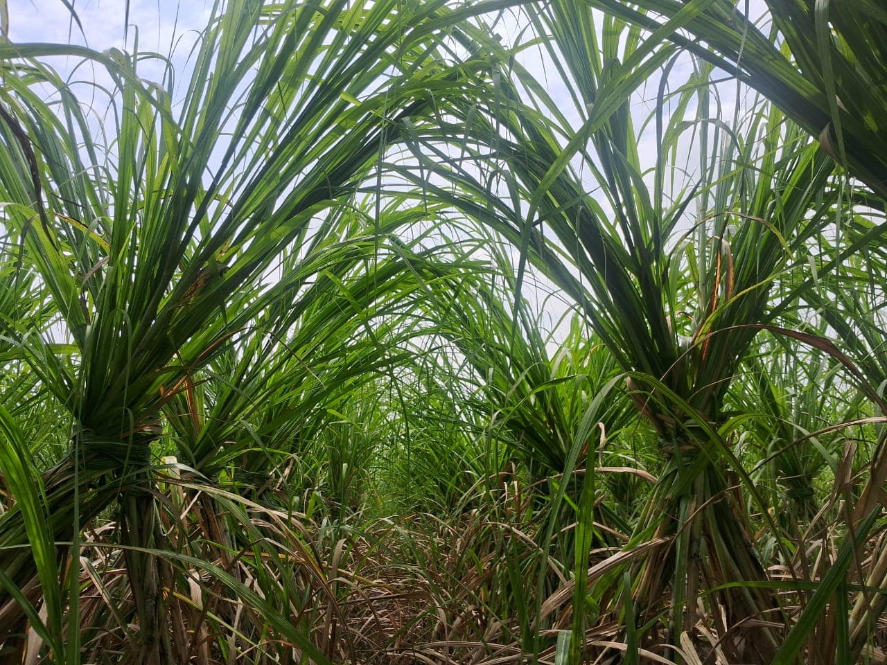 Premium Sugarcane Fields